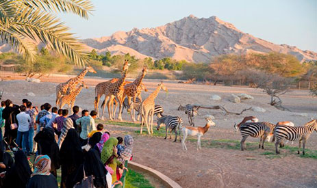 Animal Shows at Jebel Hafeet