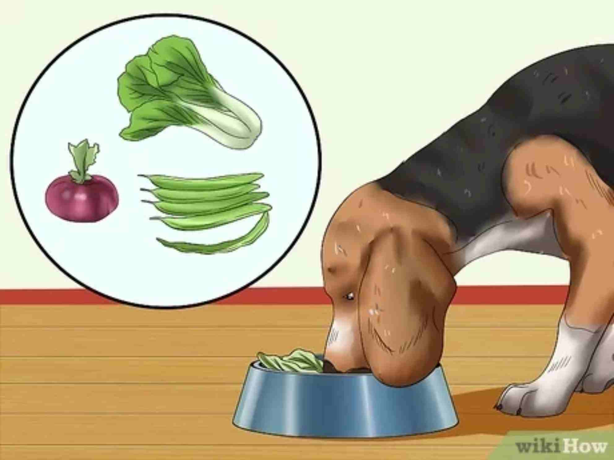 Prepare a healthy meal for your dog
