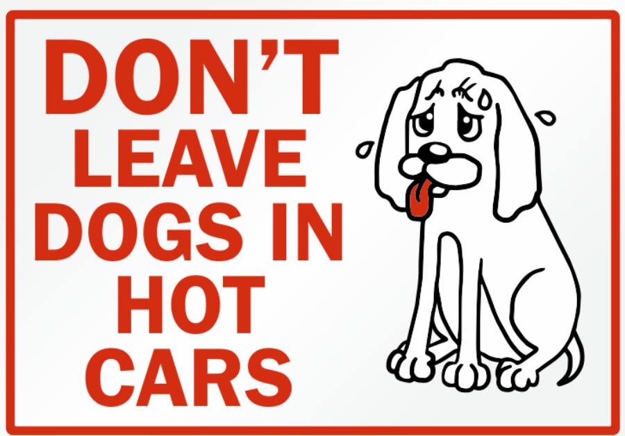 not leave your dog in the car
