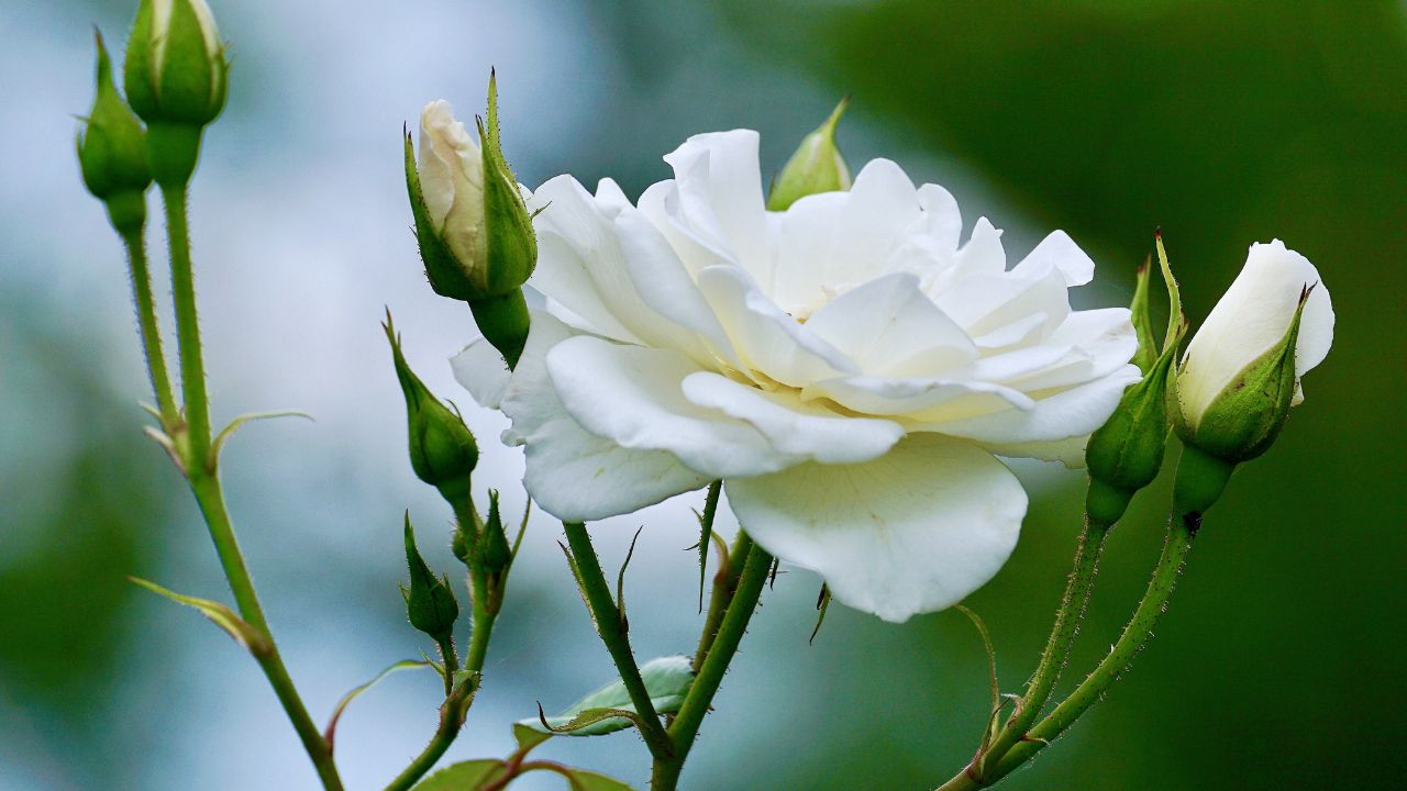 White rose in nature