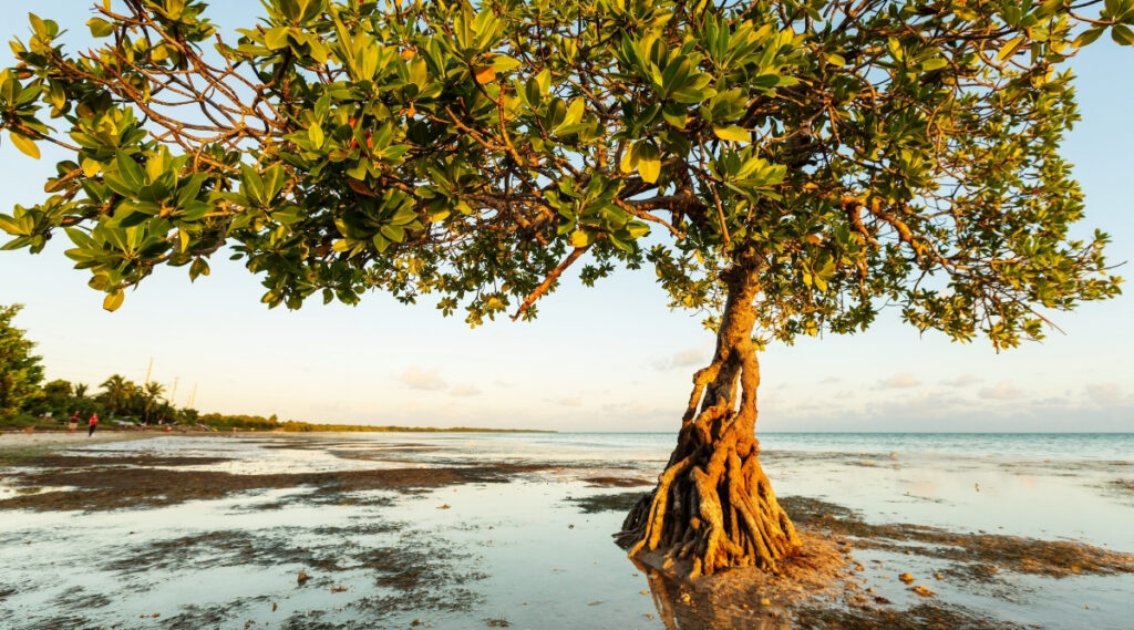 Flora at Mangrove beach