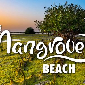 Mangrove Beach Umm Al Quwain Activities & Costs