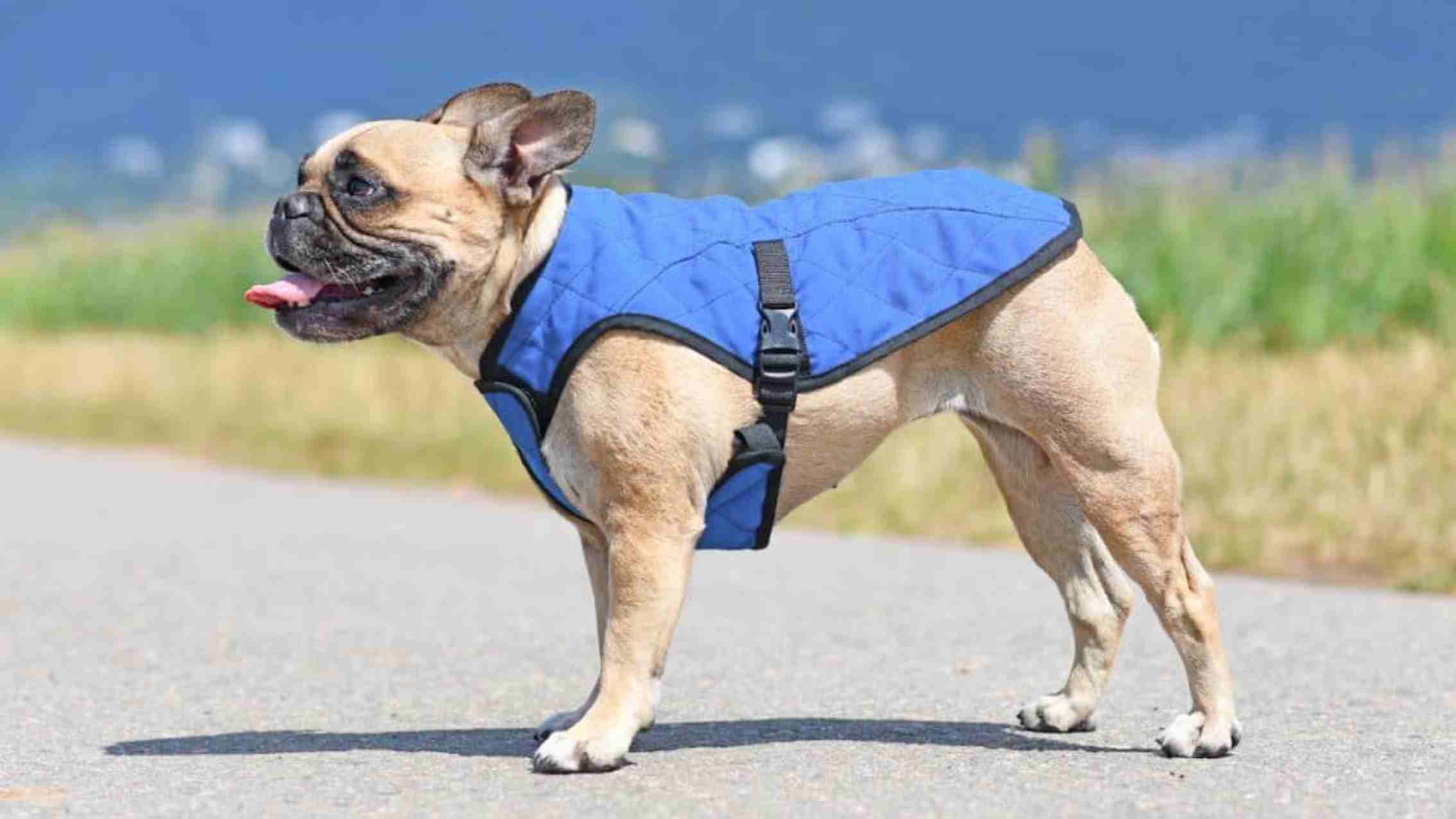 cooling vest